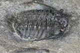 Plate of Four Ceraurus Trilobites - Walcott-Rust Quarry, NY #138810-6